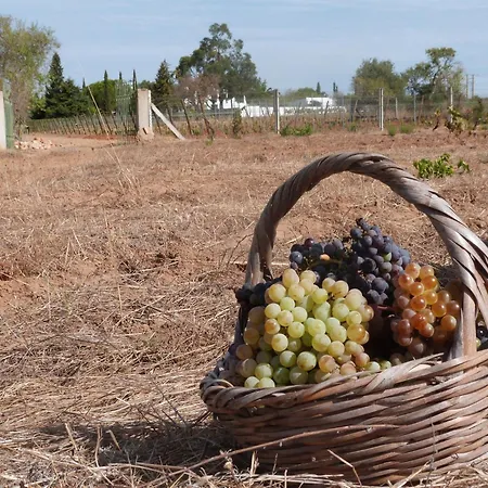 فيلة Quinta Da Aroeira